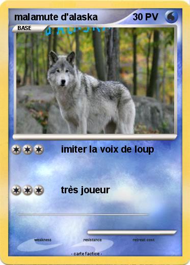 Pokemon malamute d'alaska