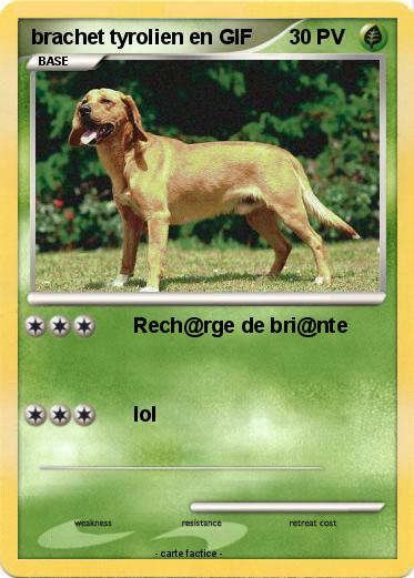 Pokemon brachet tyrolien en GIF