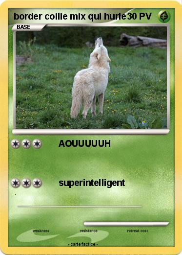 Pokemon border collie mix qui hurle