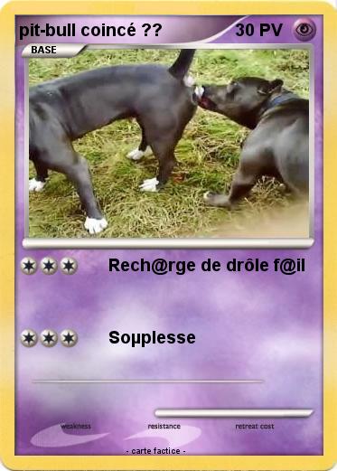 Pokemon pit-bull coincé ??