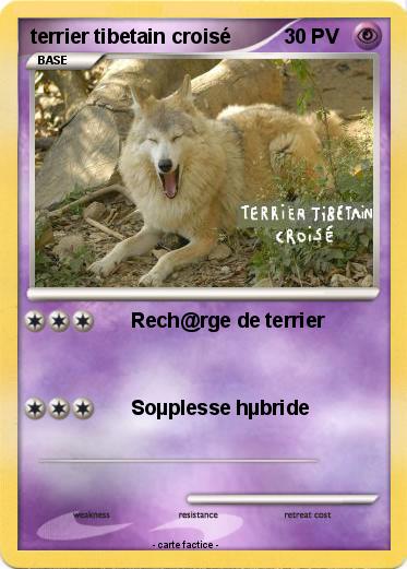 Pokemon terrier tibetain croisé