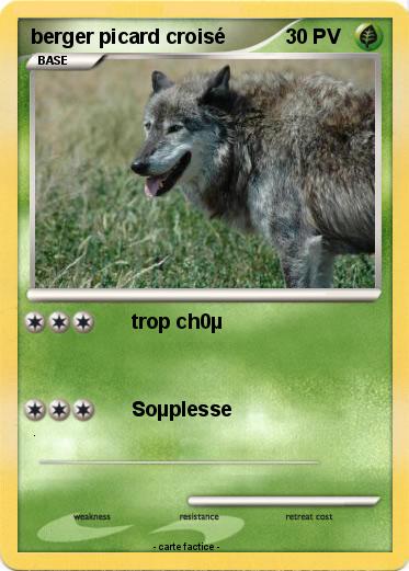 Pokemon berger picard croisé