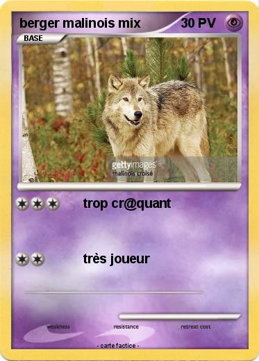 Pokemon berger malinois mix