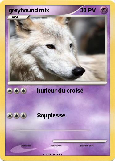 Pokemon greyhound mix