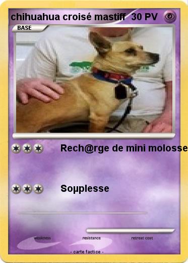 Pokemon chihuahua croisé mastiff