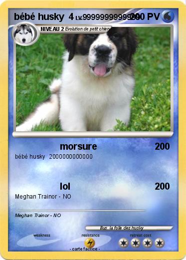 Pokemon bébé husky  4