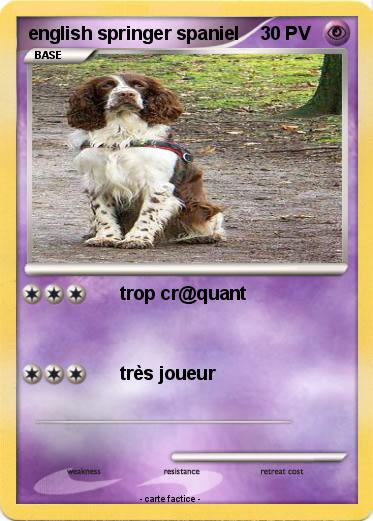 Pokemon english springer spaniel