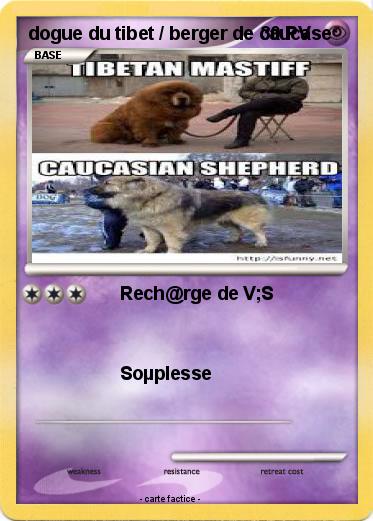 Pokemon dogue du tibet / berger de caucase