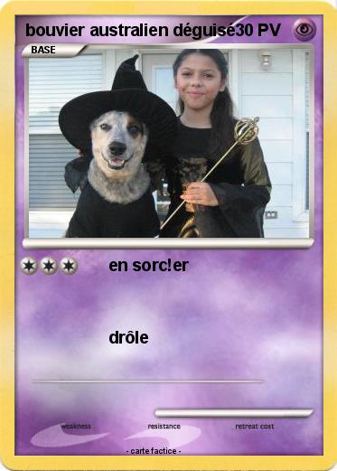 Pokemon bouvier australien déguisé