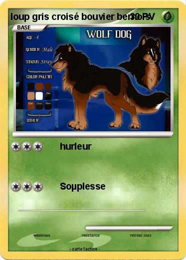 Pokemon loup gris croisé bouvier bernois