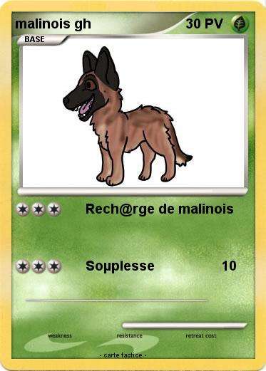 Pokemon malinois gh
