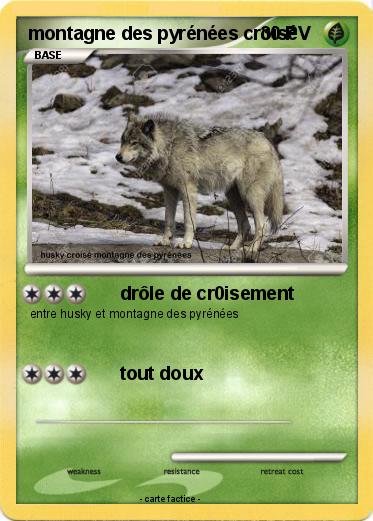 Pokemon montagne des pyrénées croisé