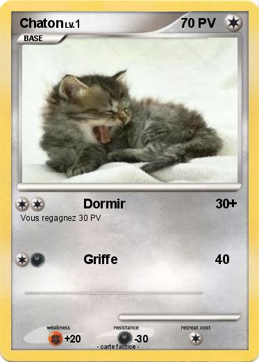 Pokemon Chaton