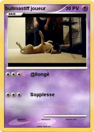 Pokemon bullmastiff joueur