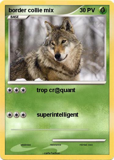 Pokemon border collie mix