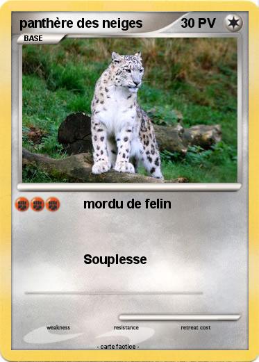 Pokemon panthère des neiges