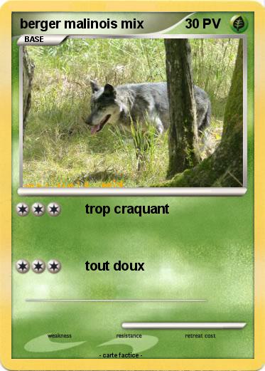 Pokemon berger malinois mix