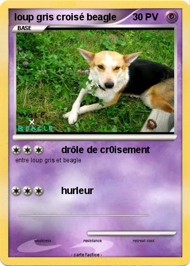 Pokemon loup gris croisé beagle