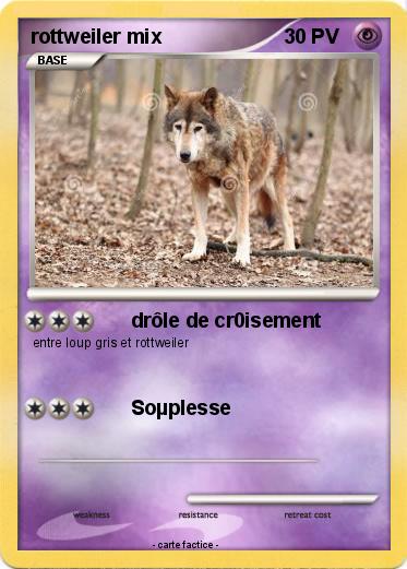 Pokemon rottweiler mix