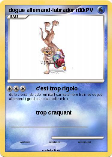 Pokemon dogue allemand-labrador mix