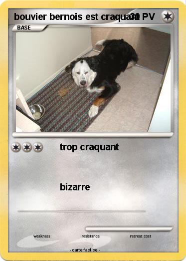 Pokemon bouvier bernois est craquant