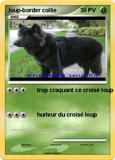 Pokemon loup-border collie