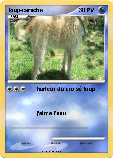 Pokemon loup-caniche