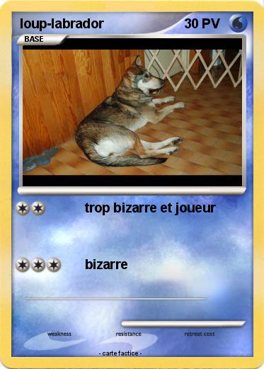 Pokemon loup-labrador