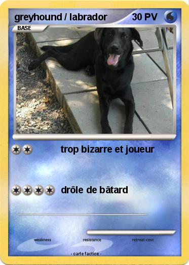 Pokemon greyhound / labrador