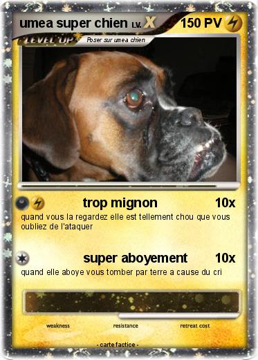 Pokemon umea super chien