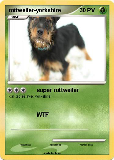 Pokemon rottweiler-yorkshire