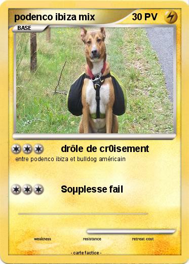 Pokemon podenco ibiza mix