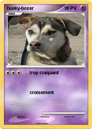 Pokemon husky-boxer