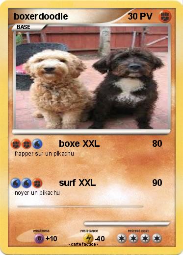 Pokemon boxerdoodle
