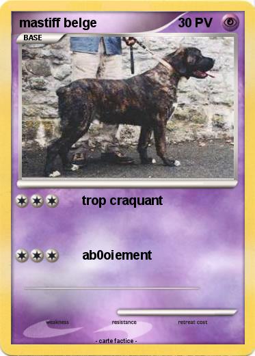 Pokemon mastiff belge