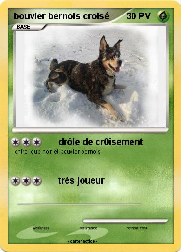 Pokemon bouvier bernois croisé