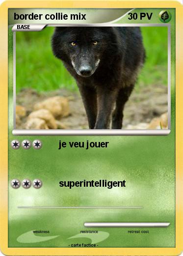 Pokemon border collie mix