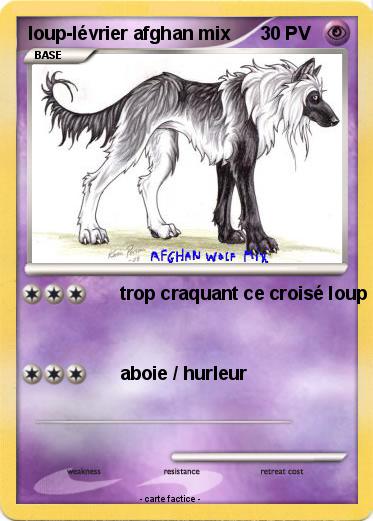 Pokemon loup-lévrier afghan mix