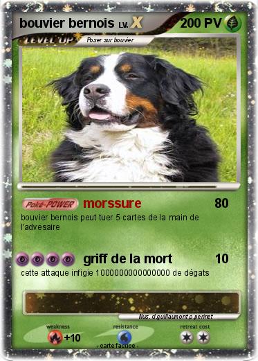 Pokemon bouvier bernois