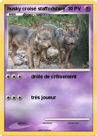 Pokemon husky croisé staffodshire