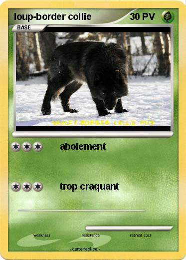 Pokemon loup-border collie