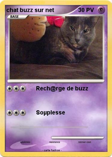 Pokemon chat buzz sur net
