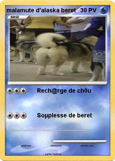 Pokemon malamute d'alaska beret