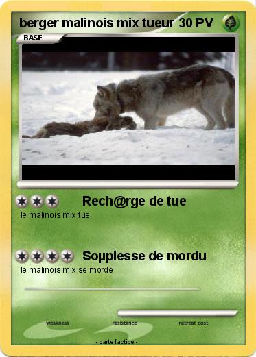 Pokemon berger malinois mix tueur