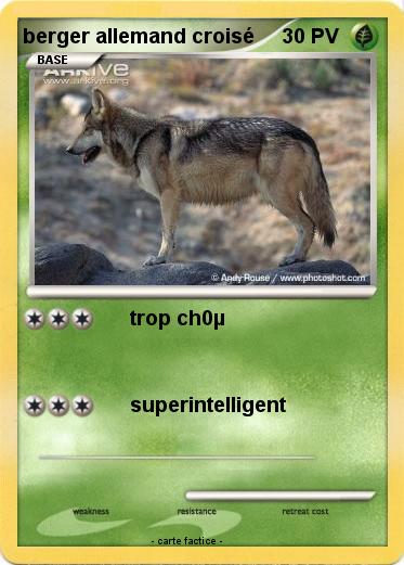 Pokemon berger allemand croisé