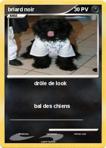 Pokemon briard noir