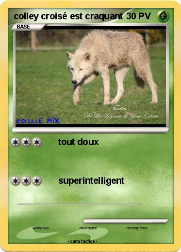 Pokemon colley croisé est craquant