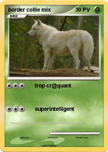 Pokemon border collie mix