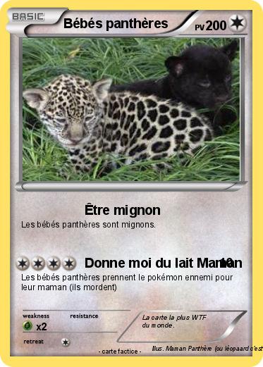 Pokemon Bébés panthères