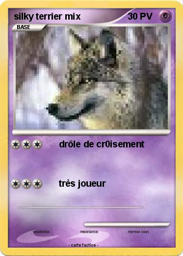 Pokemon silky terrier mix